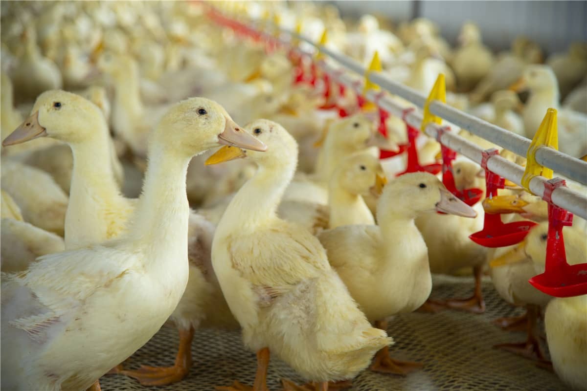 Potencializando a pecuária inteligente com a tecnologia RFID