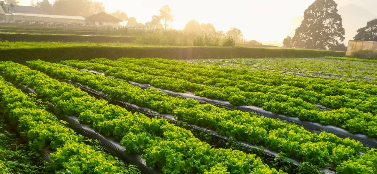 RFID na Agricultura Inteligente: De Módulos RFID UHF a Adesivos para Rastreamento e Manutenção de Máquinas