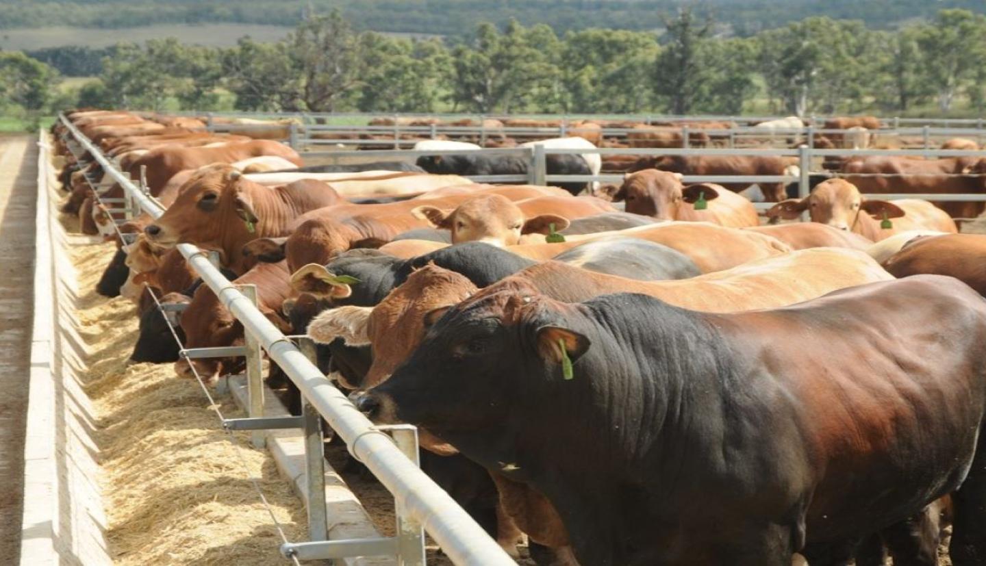 Como funcionam as etiquetas RFID para gado? Um guia completo para identificação e rastreabilidade de animais.