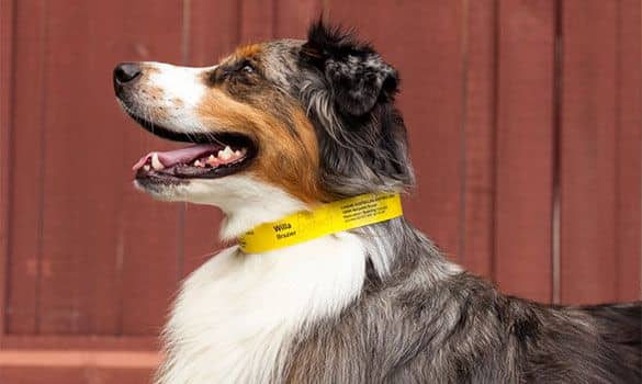 Gestão Inteligente de Animais de Estimação: Como o RFID Melhora a Identificação e o Rastreamento
