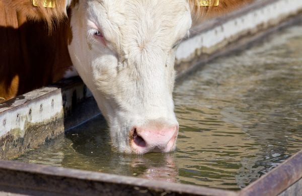 Inteligência de têmpera: inovações alimentadas por RFID em sistemas de irrigação de gado